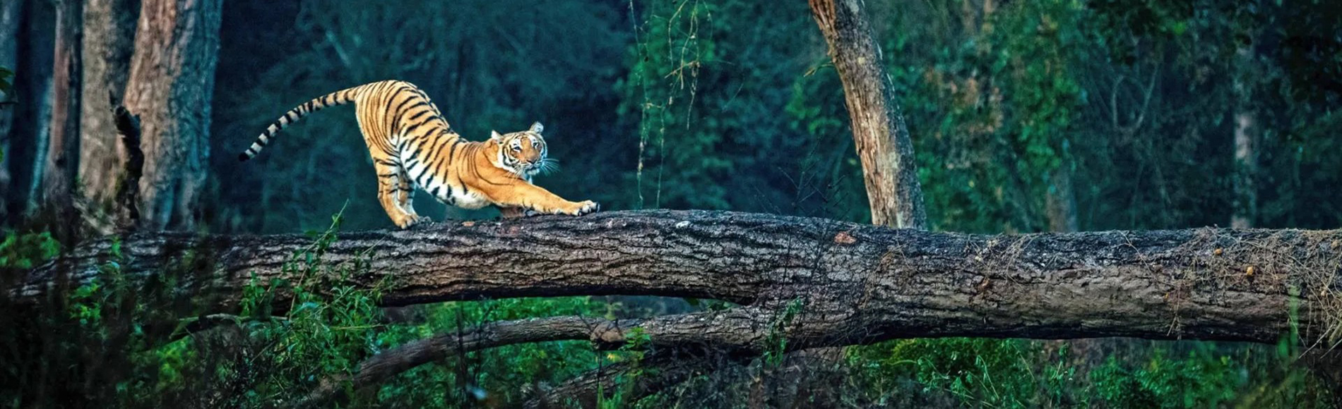 Online Jim Corbett Booking