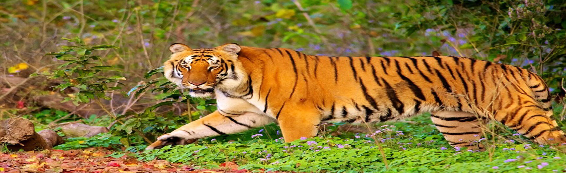 Online Safari Booking